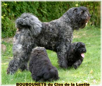 bouvier des flandres photo chiot - Elevage Clos Luette - COPYRIGHT DEPOSE